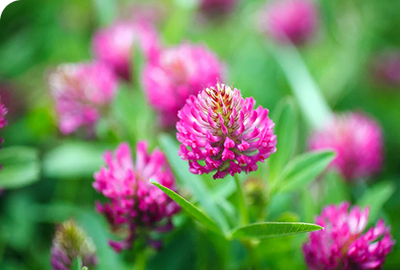 Red Clover